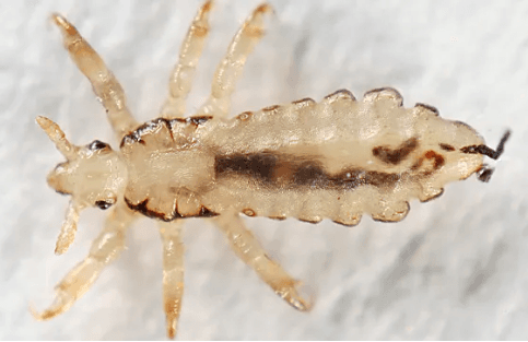 Lice Services: Children lice services, adult lice services. Full Service lice services.