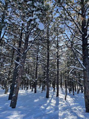 Dave Wood Interpretive Trail