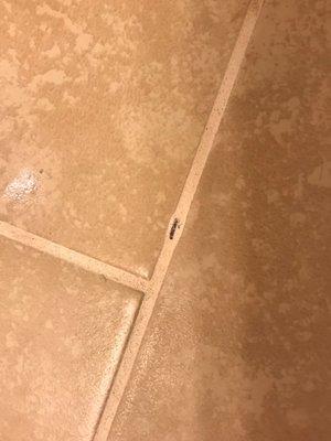 Another sharp object left in grout