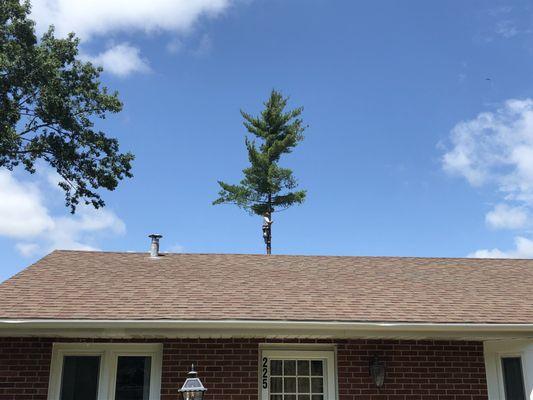 Tree climber from Miller Tree Service.