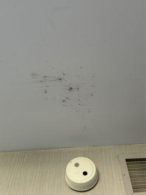 Mold on ceiling.