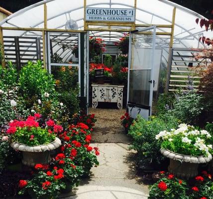 Geraniums in front of one of the greenhouses at A Growing Concern Garden Center