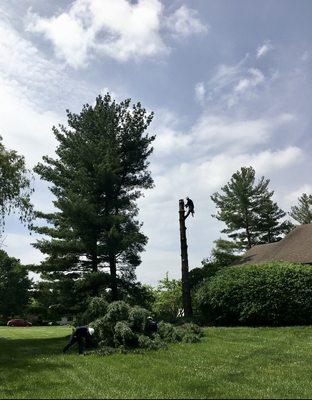 Columbus Tree Services