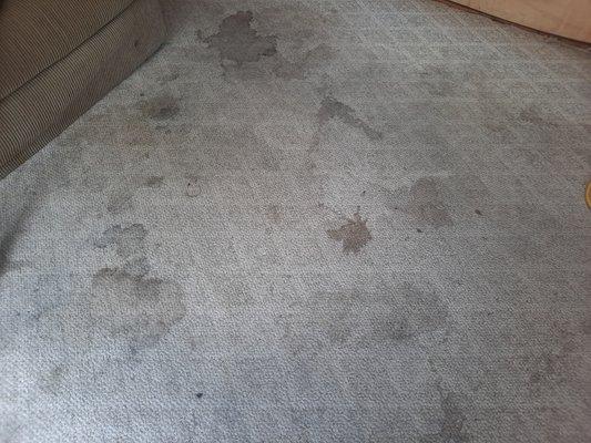 Dirty carpet we saved!