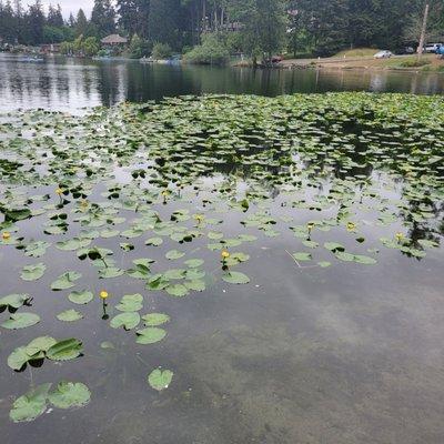 Love the lily pads but people could be cleaner as there was trash(plastic bottles) in the water.