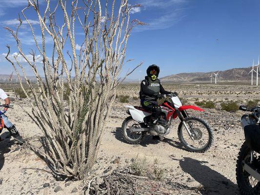 That's me on Dune Tours'  Honda CRF230 motorcycle.  Check out the Ocotillo Wind Farm in the distance.