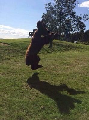 This is my dog Lymryck catching a ball