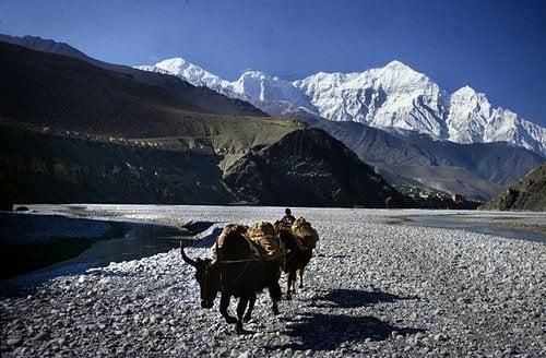 Yak in the Himalayas