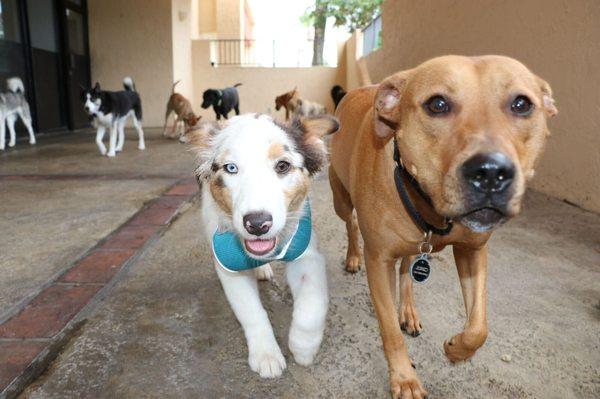 Running with the dogs.