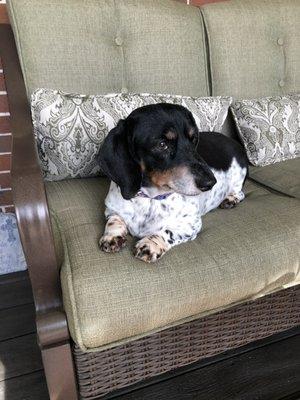 Daisy, long hair pie bald dachshund, with her summer-doo!