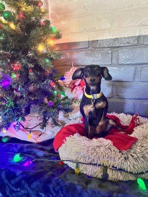 Zoey's Christmas photo at TALE OF THE DOG boarding