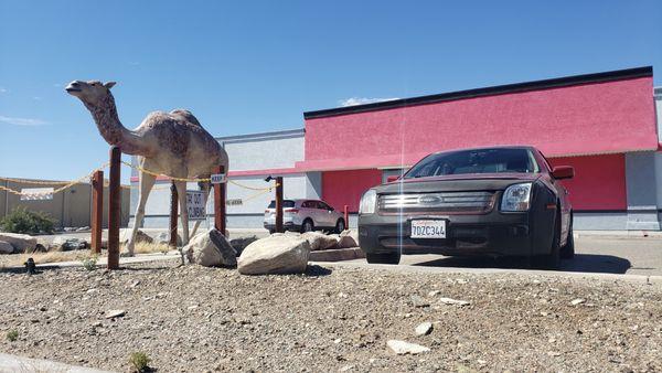 Parking next to camel