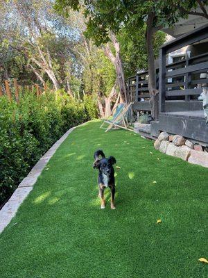 Turf and ficus installed