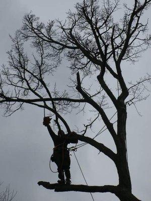 ArborJacks Tree Service