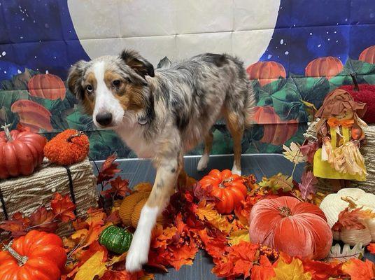 Fall picture day @ camp bow wow