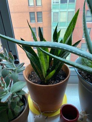 Repotted snake plant