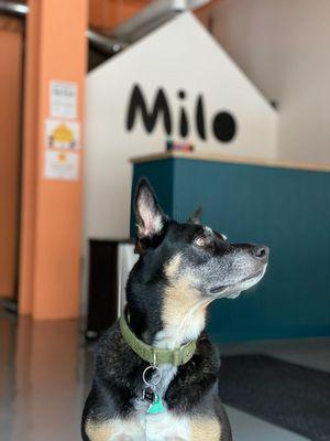 Milo the dog at Milo by VCG!!