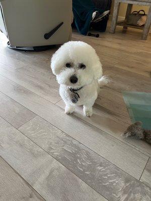 My Bichon groomed by Nancy