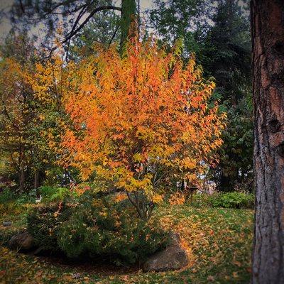 Amur maple in shade mutes the red colors and lets us see more gold and orange.