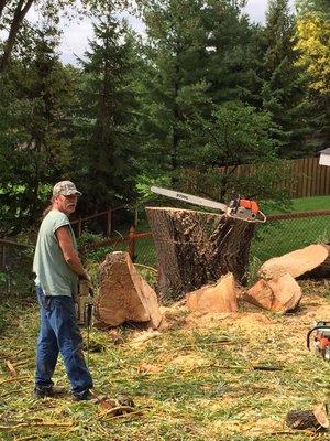 Steve finishing off the final removal details of a willow that had over a 6 foot diameter trunk.