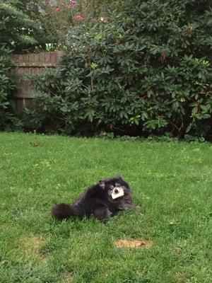 My pommy Murphy loves the marrow bones I bring him from Ciao Bow Wow. Even when he's not chewing it, he carries it around!