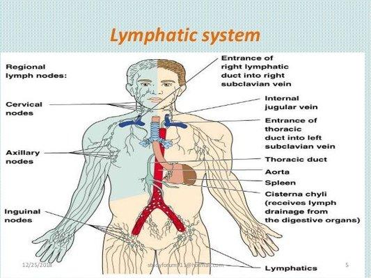 The Lymphatic system *detoxifies body
 *returns proteins to bloodstream
 *transport bacteria to be destroyed