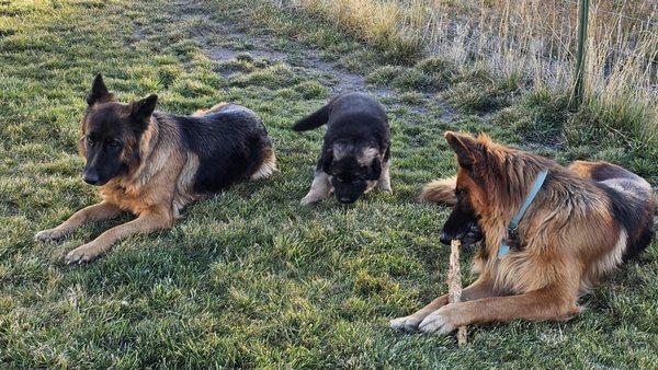 Mom, Dad, & puppy. 
 Long Haired Red German Shepherds AKC Registered