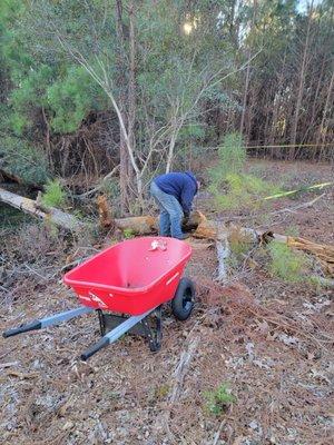 Yard clean up down tree cut up split and stacked