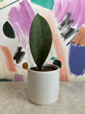 Sansevieria Whale Fin