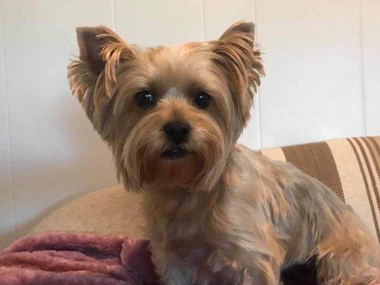 Standard face cut on a Silky Terrier