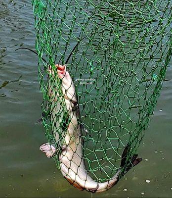 I caught my first fish!!!  :)  - Huckleberry Pond.  Anaheim, CA.  2023