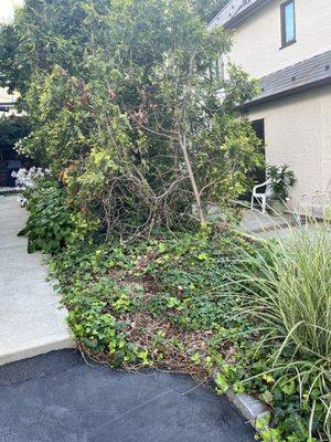 Removed a tree here and left me with many small stumps- how do I plant new bushes/trees here? My neighbor is annoyed - it looks horrible