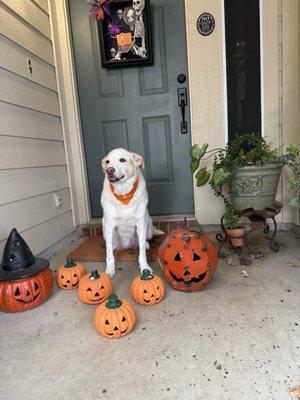 Callie's Halloween cut