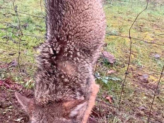 Coyote trap in fence Cut free and release