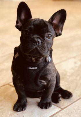 Vader's ready for a stroll