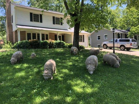 LambMowers flock grazing the weeds out of a yard at a home in Fairfax County