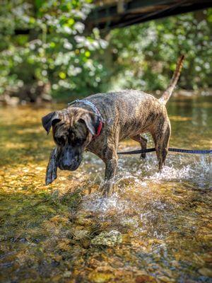 Clyde loved the water