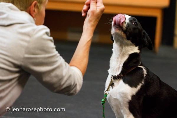 Happy-Go-Lucky Dog Training