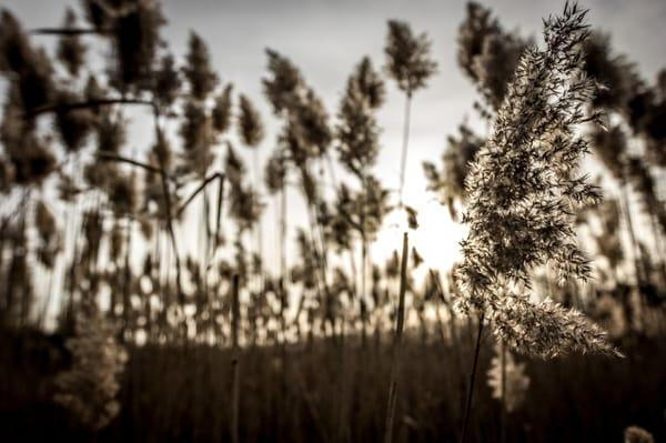 Seat Oats in Upstate New York. photo by MOKM Creative Services