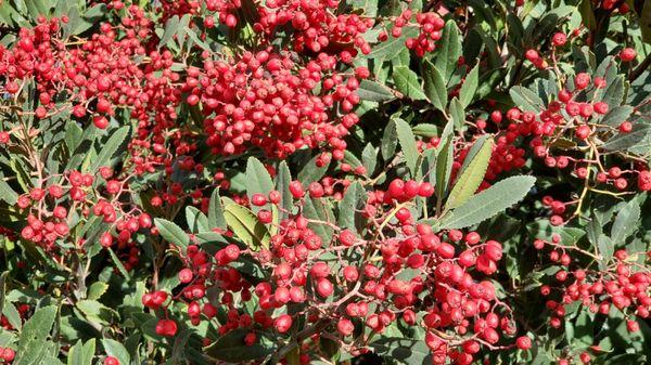 Toyon aka Christmas Berry or California Holly