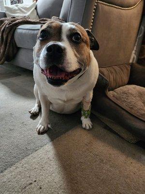 Roxy at home after a small spot lump removed at Dr Moreley Vet. Now she's happy.