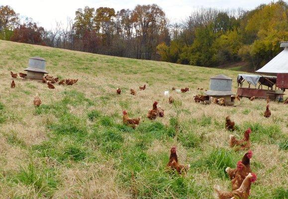 Happy Flock