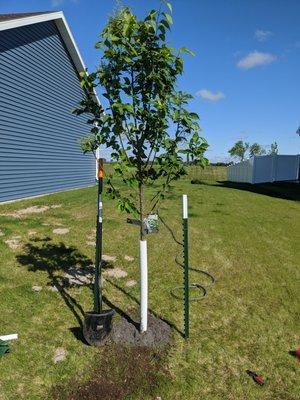 Tree staked and planted