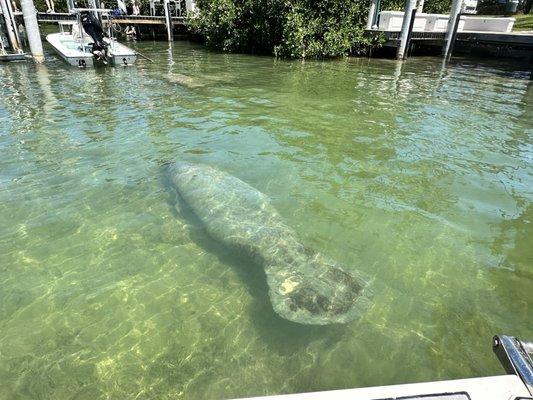 Manatee