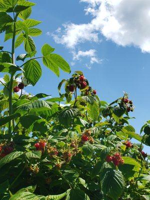 Raspberries!