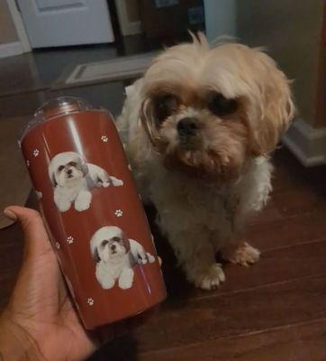 Obsessed with these Serengeti cups (also obsessed with my dog)