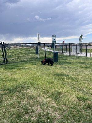 Jack enjoying the small dog area