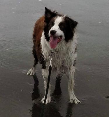 My pal Rex, wet, dirty and happiest at the beach