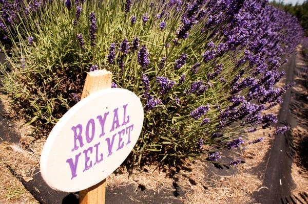 royal velvet lavenders (although I think this row was more decorative and not part of the U-pick area)