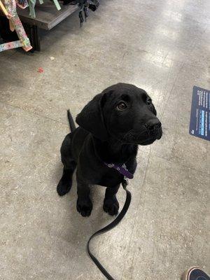 Porkchop's first trip to Petco!